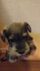 Miniature Schnauzer Puppies for sale in Pueblo, CO, USA. price: NA