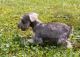 Miniature Schnauzer Puppies for sale in Lynco, WV 24827, USA. price: $650