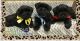 Miniature Schnauzer Puppies for sale in Milwaukee, WI, USA. price: NA