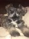 Miniature Schnauzer Puppies for sale in Parker City, IN 47368, USA. price: NA