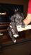 Miniature Schnauzer Puppies for sale in Afton, MI 49705, USA. price: $800