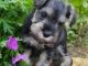 Miniature Schnauzer Puppies for sale in Chicago, IL, USA. price: NA