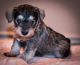 Miniature Schnauzer Puppies for sale in McDonough, GA 30253, USA. price: NA