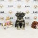 Miniature Schnauzer Puppies for sale in Temple City, CA, USA. price: NA