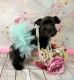 Miniature Schnauzer Puppies for sale in Adamsville, TN 38310, USA. price: NA