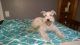 Miniature Schnauzer Puppies for sale in Auburndale, FL, USA. price: NA