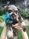 Miniature Schnauzer Puppies for sale in New Castle, IN 47362, USA. price: NA