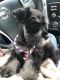 Miniature Schnauzer Puppies for sale in Pearl, MS, USA. price: NA