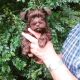Miniature Schnauzer Puppies for sale in Atlanta, GA, USA. price: $1,200