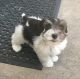 Miniature Schnauzer Puppies for sale in Milwaukee, WI, USA. price: NA