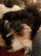 Miniature Schnauzer Puppies for sale in Chesapeake, VA 23320, USA. price: NA