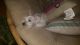 Miniature Schnauzer Puppies for sale in Auburndale, FL, USA. price: $1,200