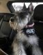 Miniature Schnauzer Puppies for sale in Banning, CA 92220, USA. price: NA