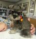 Miniature Schnauzer Puppies for sale in Gainesville, FL, USA. price: NA