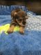 Miniature Schnauzer Puppies for sale in Indianapolis, IN, USA. price: NA