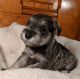 Miniature Schnauzer Puppies for sale in New Carlisle, OH 45344, USA. price: NA