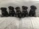 Miniature Schnauzer Puppies for sale in Long Beach, CA, USA. price: NA