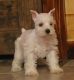 Miniature Schnauzer Puppies for sale in Westminster, MA, USA. price: NA
