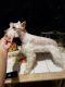Miniature Schnauzer Puppies for sale in Newport Beach, CA, USA. price: NA