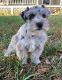 Miniature Schnauzer Puppies for sale in Norwood, NC 28128, USA. price: $1,200