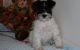 Miniature Schnauzer Puppies for sale in Worcester, MA 01653, USA. price: $500