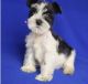 Miniature Schnauzer Puppies for sale in New Bedford, MA 02741, USA. price: $500