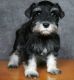 Miniature Schnauzer Puppies for sale in Piedmont, CA 94610, USA. price: NA