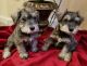 Miniature Schnauzer Puppies for sale in Acworth, GA 30101, USA. price: NA