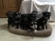 Miniature Schnauzer Puppies for sale in Niles, MI 49120, USA. price: $1,500