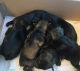 Miniature Schnauzer Puppies for sale in Pearl, MS 39208, USA. price: NA