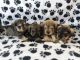 Miniature Schnauzer Puppies for sale in Houghton Lake, MI, USA. price: $1,000