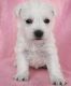 Miniature Schnauzer Puppies for sale in Las Cruces, NM, USA. price: NA