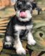 Miniature Schnauzer Puppies for sale in Little Rock, AR 72209, USA. price: NA