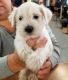 Miniature Schnauzer Puppies for sale in Newark, NJ, USA. price: $500