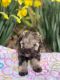 Miniature Schnauzer Puppies for sale in Norwood, NC 28128, USA. price: NA