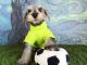 Miniature Schnauzer Puppies for sale in Thousand Oaks, CA, USA. price: NA