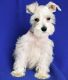 Miniature Schnauzer Puppies for sale in Fresno, CA 93726, USA. price: NA