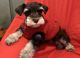 Miniature Schnauzer Puppies for sale in Norwalk, CT, USA. price: NA