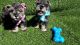 Miniature Schnauzer Puppies for sale in Thousand Oaks, CA, USA. price: NA
