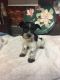 Miniature Schnauzer Puppies for sale in Blountsville, AL 35031, USA. price: $600