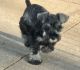 Miniature Schnauzer Puppies for sale in Camp Lejeune, NC 28547, USA. price: NA