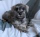 Miniature Schnauzer Puppies for sale in Chisago City, MN, USA. price: $650