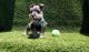 Miniature Schnauzer Puppies for sale in Los Angeles, CA, USA. price: $950