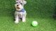 Miniature Schnauzer Puppies for sale in Los Angeles, CA, USA. price: $950