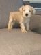 Miniature Schnauzer Puppies for sale in Eastpointe, MI 48021, USA. price: $750