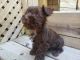 Miniature Schnauzer Puppies for sale in Atlanta, GA, USA. price: $950