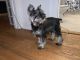 Miniature Schnauzer Puppies for sale in IND HEAD PARK, IL 60525, USA. price: NA