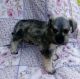 Miniature Schnauzer Puppies for sale in Lincoln, AL 35096, USA. price: $900