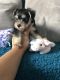Miniature Schnauzer Puppies for sale in St Cloud, FL, USA. price: $600