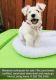 Miniature Schnauzer Puppies for sale in Doral, FL, USA. price: $1,200
